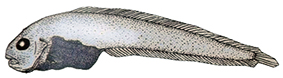 Eutelichthys leptochirus_claves.jpg